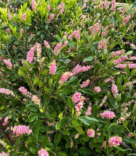 Clethra alnifolia 'Rosea'